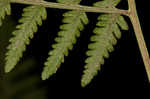 Torres' fern